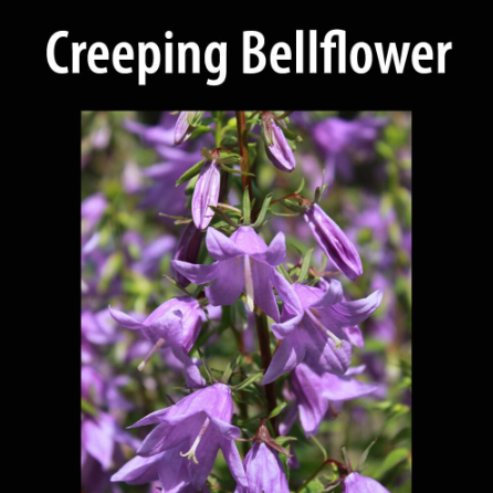 Cows and Fish | Riparian Management Society tweet media