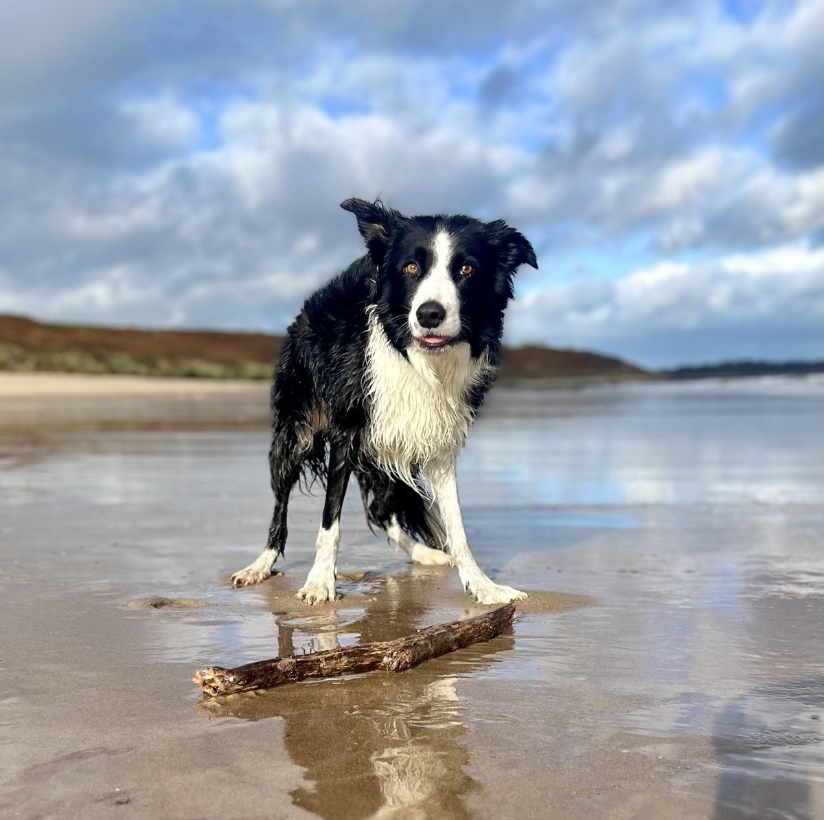Love being at the seaside - just throw the stick 🥴