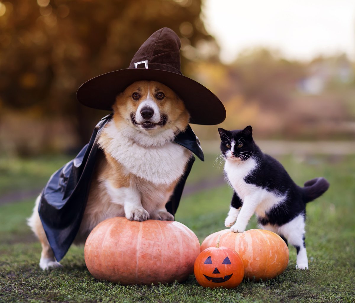 Working alone this Halloween? 😱 It’s a spooky night out there! 👻

If you’re out working alone tonight, keep your phone handy and watch out for things that go bump in the night! 🎃

Stay connected, stay safe, and maybe keep the lights on… just in case. 💀

🎃Happy Halloween! 🎃