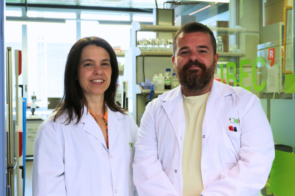 🧵1/
🔬 A breakthrough in regenerative medicine: scientists at #IBEC have successfully implanted human mini-kidneys into pig kidneys and kept them functional.

A new step toward the future of transplantation. Here’s how 👇