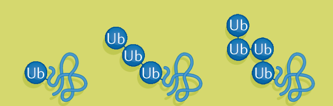 Nature Reviews Molecular Cell Biology tweet media