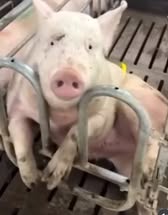 Does this look like he/she is having a good day? Rethink YOUR choices, people, because HE does not have any.