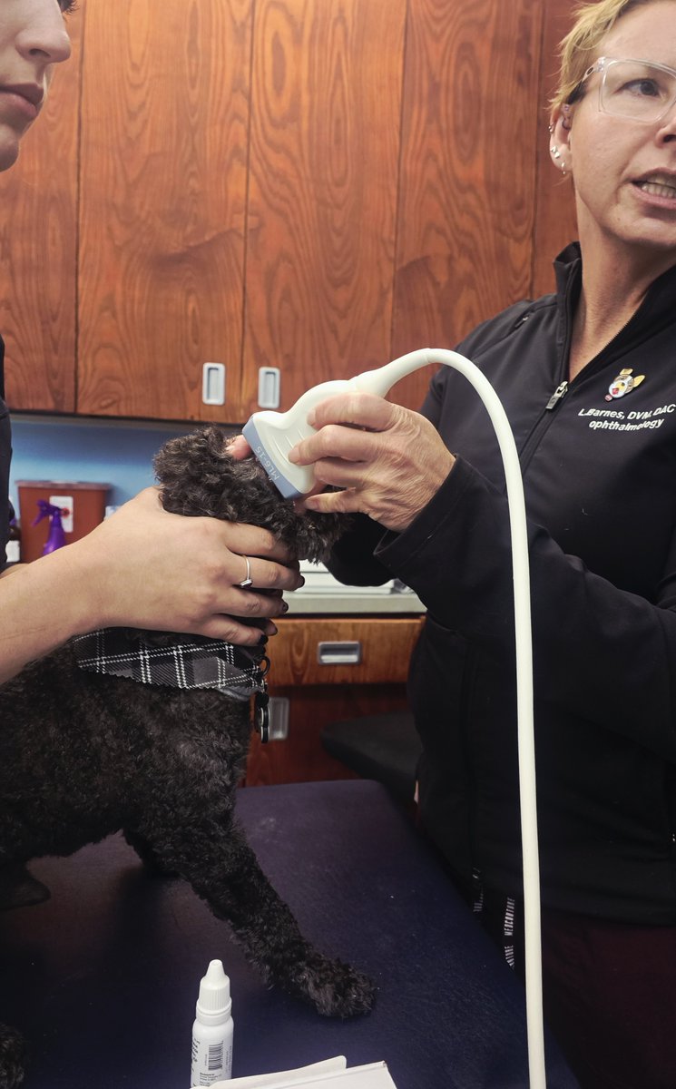 Did you know? 🐶 Our ophthalmology team uses eye ultrasound for precise diagnosis. Teddy’s corneal ulcer is receiving expert care from Dr. Barnes and her team. #ctvseh #ophthovet #vetmed