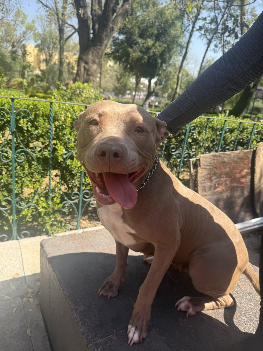 brenda_naomi_'s tweet image. 🆘 ENCONTRAMOS A ESTA PERRITA en la Colonia del Valle, parque tlacoquemecatl, ya la resguardamos, no tiene placa!!! 

Ayúdenme a difundir está muy asustada 

@En_laDelValle @UbicapetMexico