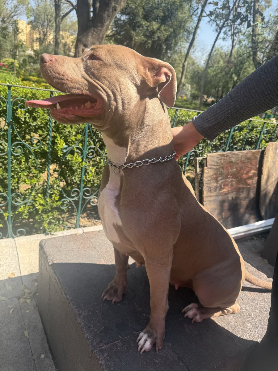 brenda_naomi_'s tweet image. 🆘 ENCONTRAMOS A ESTA PERRITA en la Colonia del Valle, parque tlacoquemecatl, ya la resguardamos, no tiene placa!!! 

Ayúdenme a difundir está muy asustada 

@En_laDelValle @UbicapetMexico
