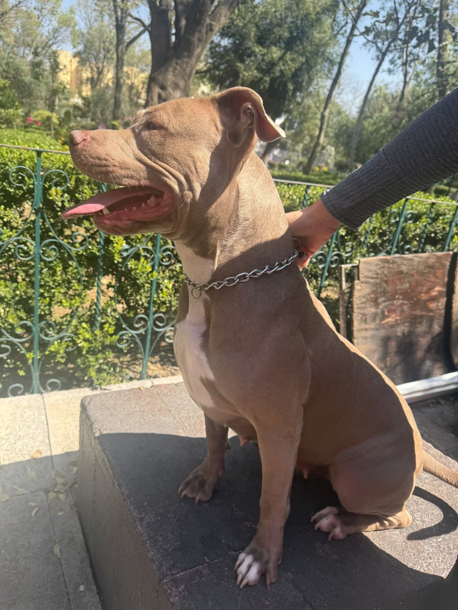 brenda_naomi_'s tweet image. 🆘 ENCONTRAMOS A ESTA PERRITA en la Colonia del Valle, parque tlacoquemecatl, ya la resguardamos, no tiene placa!!! 

Ayúdenme a difundir está muy asustada 

@En_laDelValle @UbicapetMexico