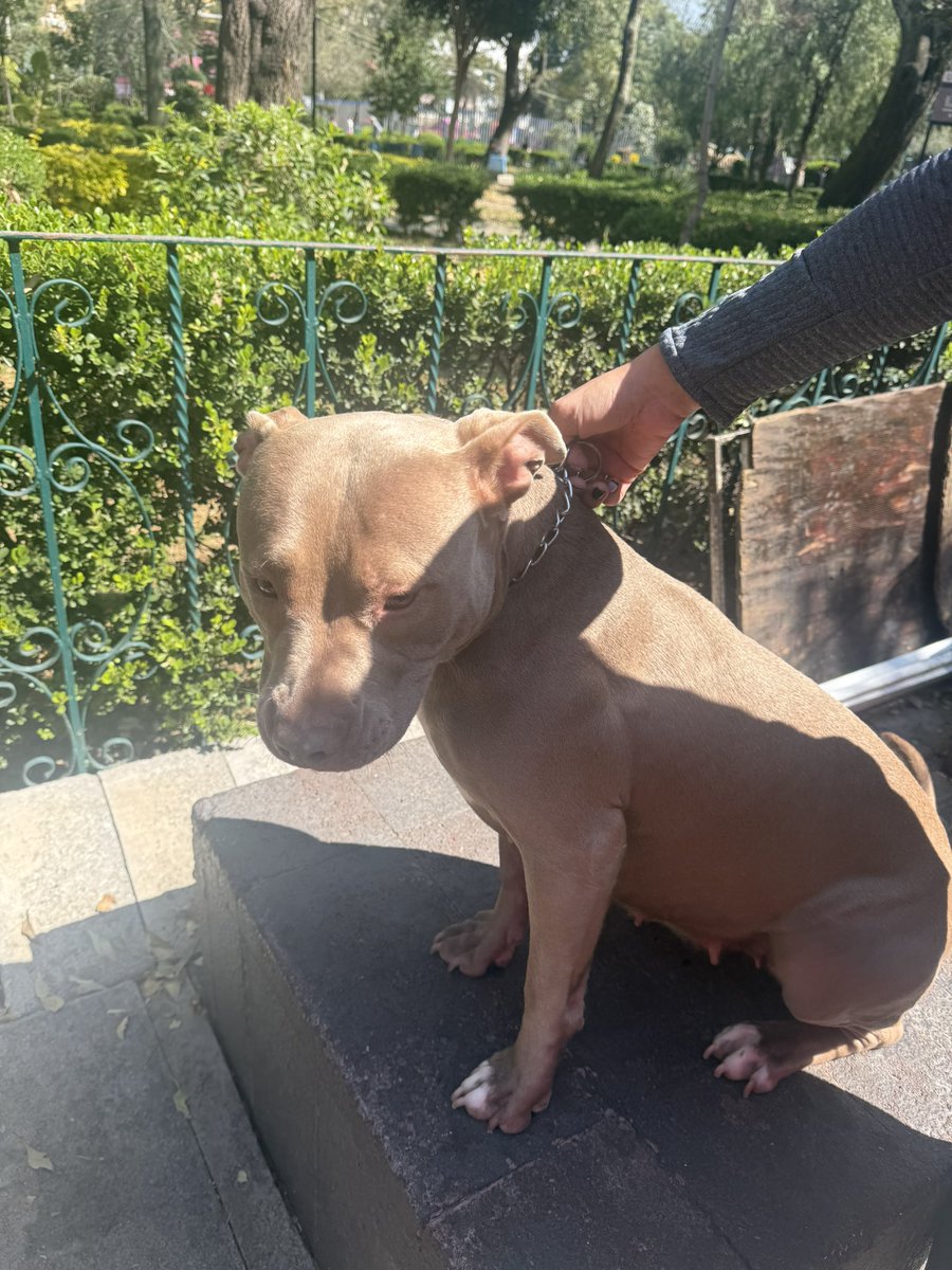 brenda_naomi_'s tweet image. 🆘 ENCONTRAMOS A ESTA PERRITA en la Colonia del Valle, parque tlacoquemecatl, ya la resguardamos, no tiene placa!!! 

Ayúdenme a difundir está muy asustada 

@En_laDelValle @UbicapetMexico