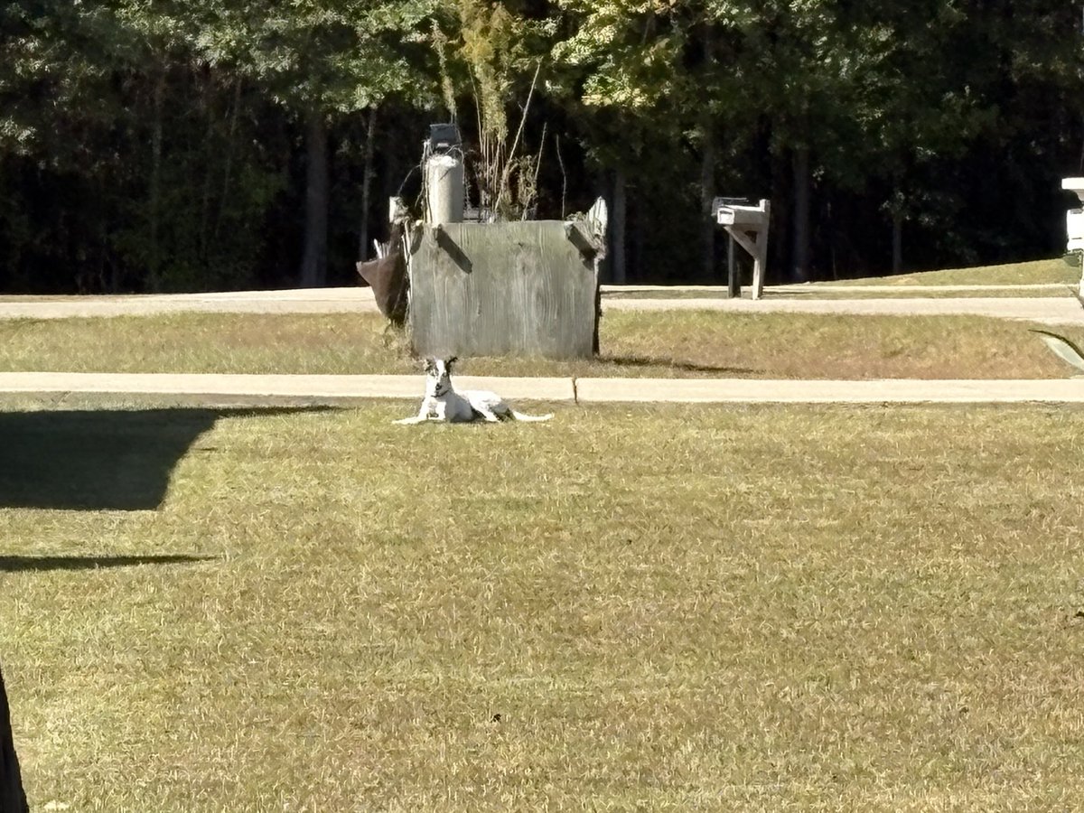 movingreader's tweet image. This is my dog and her favorite place to hang out.  Unfortunately it’s my neighbor’s lawn.