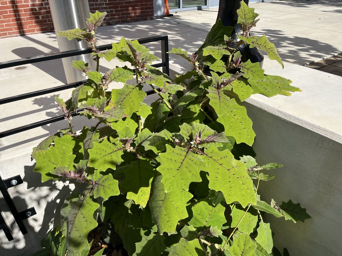 Christopher Davis tweet media