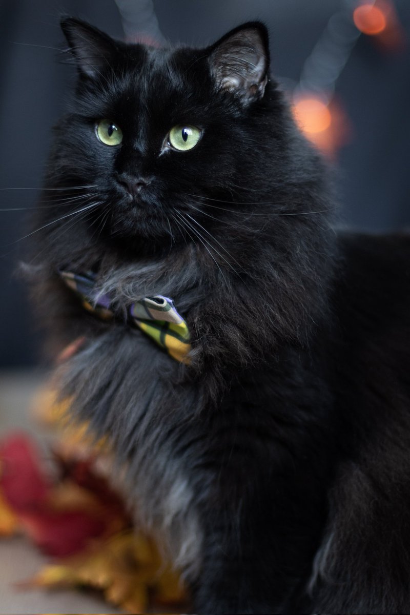 Spooky #felinfriday <a href="/JamaisMaurice/">Jamais sans Maurice</a>