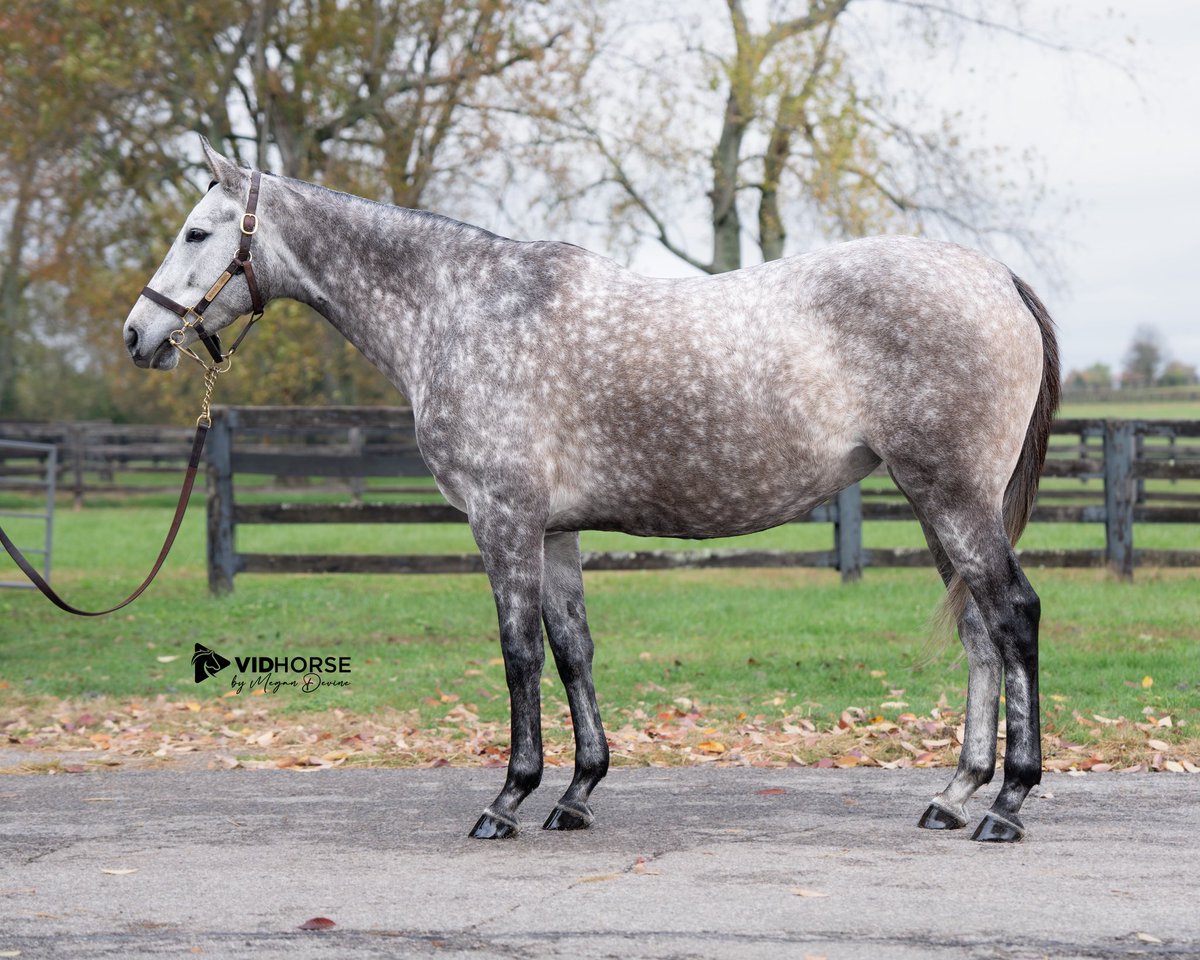 HIP 194 - BEAUTIFUL DANCER

🐴In foal to NOT THIS TIME

🏆Winning mare by GUN RUNNER. As the great grand-daughter of champion mare BEAUTIFUL TREASURE, this female family sets her up for success. Her full sister DREAM TRIP sold for $1.5m as a yearling, and her dam DREAM DANCING, a