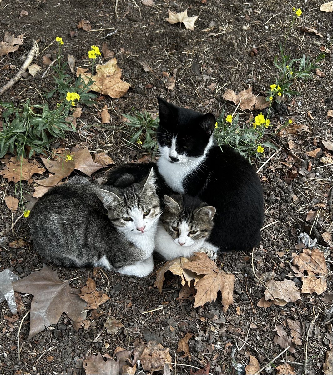 asiri tatli random foto 💕