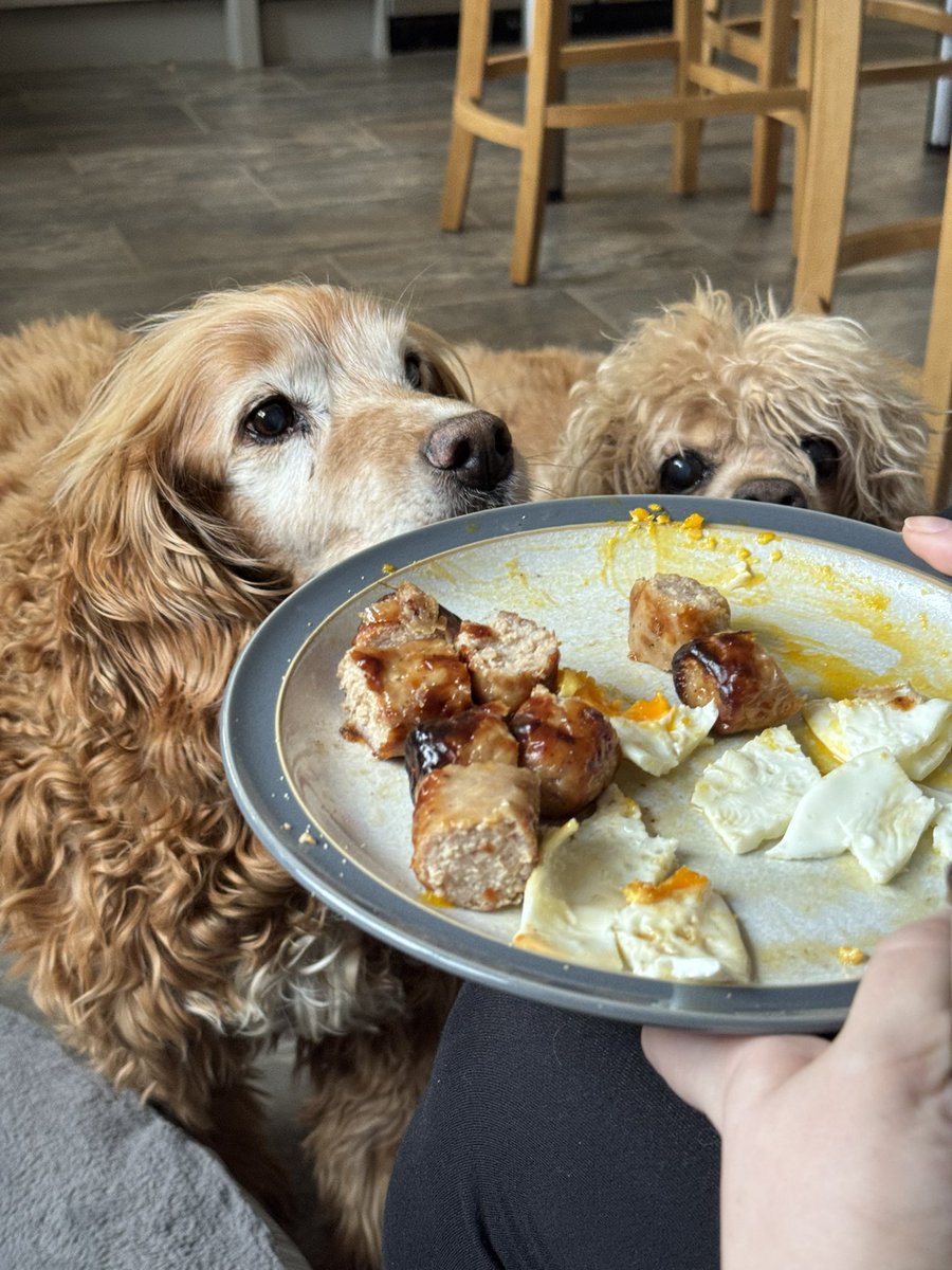 SpanielsSuper's tweet photo. After the #GreatBaconRobbery
HuSis @ECBohill came to see us & she attempted to placate us with sausage & egg…..
It was a good try……
but it wasn’t bacon 🥓 #PoorSubsitute
But we appreciated her efforts #LoveYouHusis https://t.co/RHgR3uz4VM