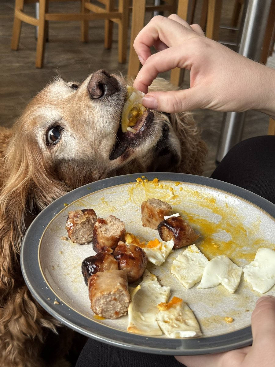 SpanielsSuper's tweet photo. After the #GreatBaconRobbery
HuSis @ECBohill came to see us & she attempted to placate us with sausage & egg…..
It was a good try……
but it wasn’t bacon 🥓 #PoorSubsitute
But we appreciated her efforts #LoveYouHusis https://t.co/RHgR3uz4VM