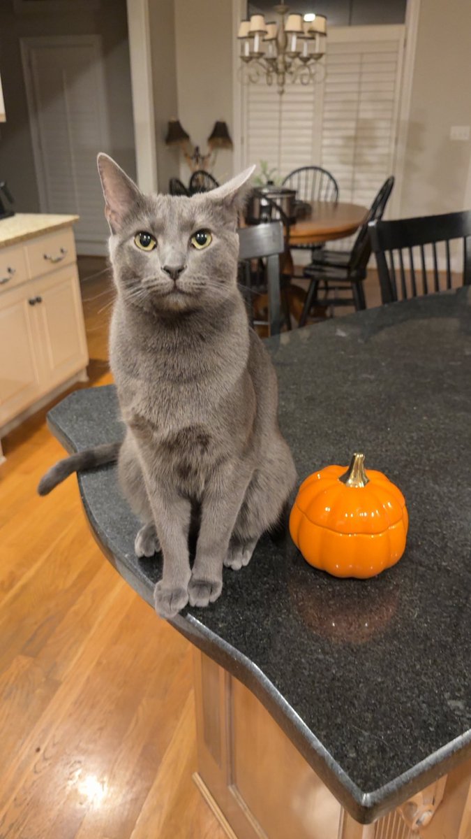 ericWriddle's tweet photo. New Halloweeeeen houseeee https://t.co/uVeKSwdqmD