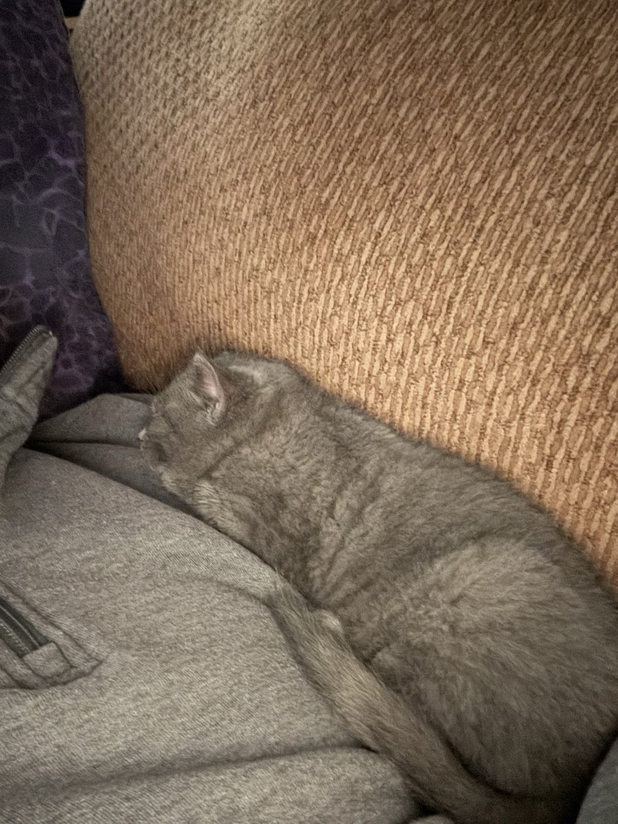 steven_pee51332's tweet image. This little girl is tired, her name is Mimi