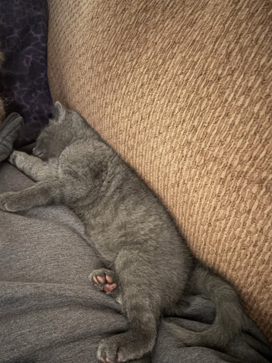 steven_pee51332's tweet image. This little girl is tired, her name is Mimi