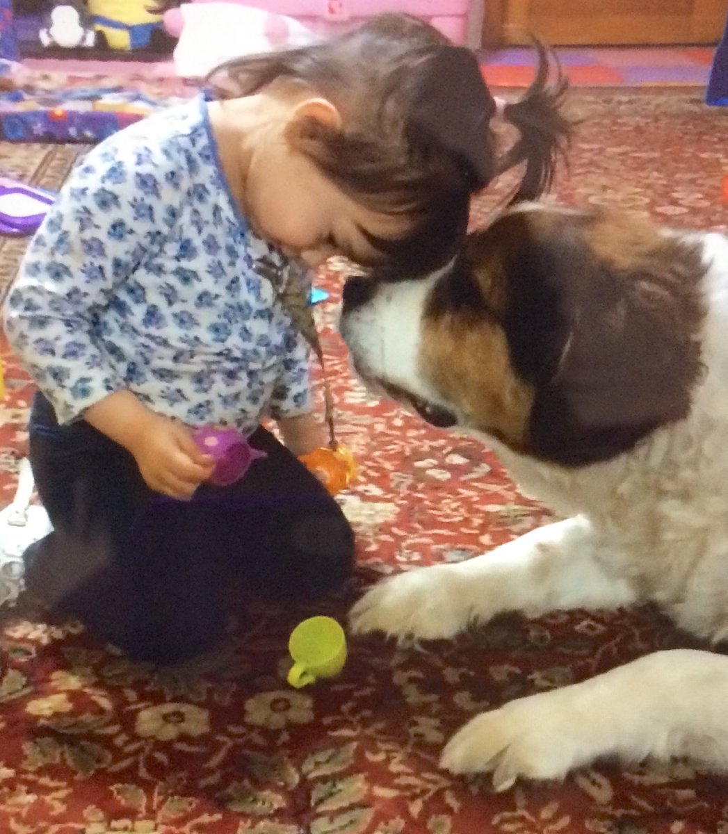 s_meim's tweet photo. @Thebestfigen We had a Bernie mix named Monte (who sadly passed away in 2018), who was exactly the same way with our daughter. He was her biggest protector and our sweet gentle giant. I miss him everyday ❤️ https://t.co/yAbWUJ3K4t