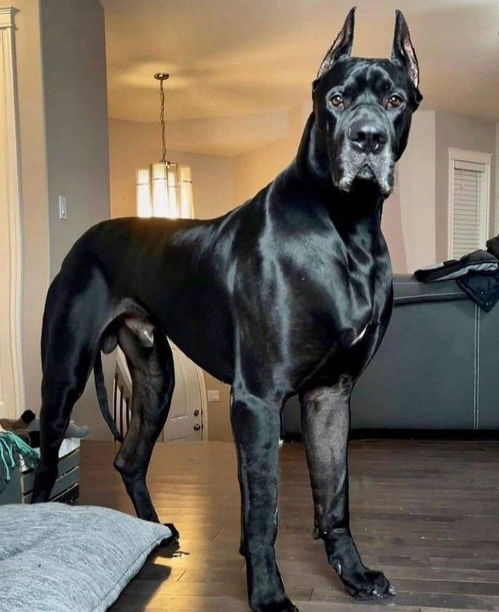 The Dalbo Dog tweet media