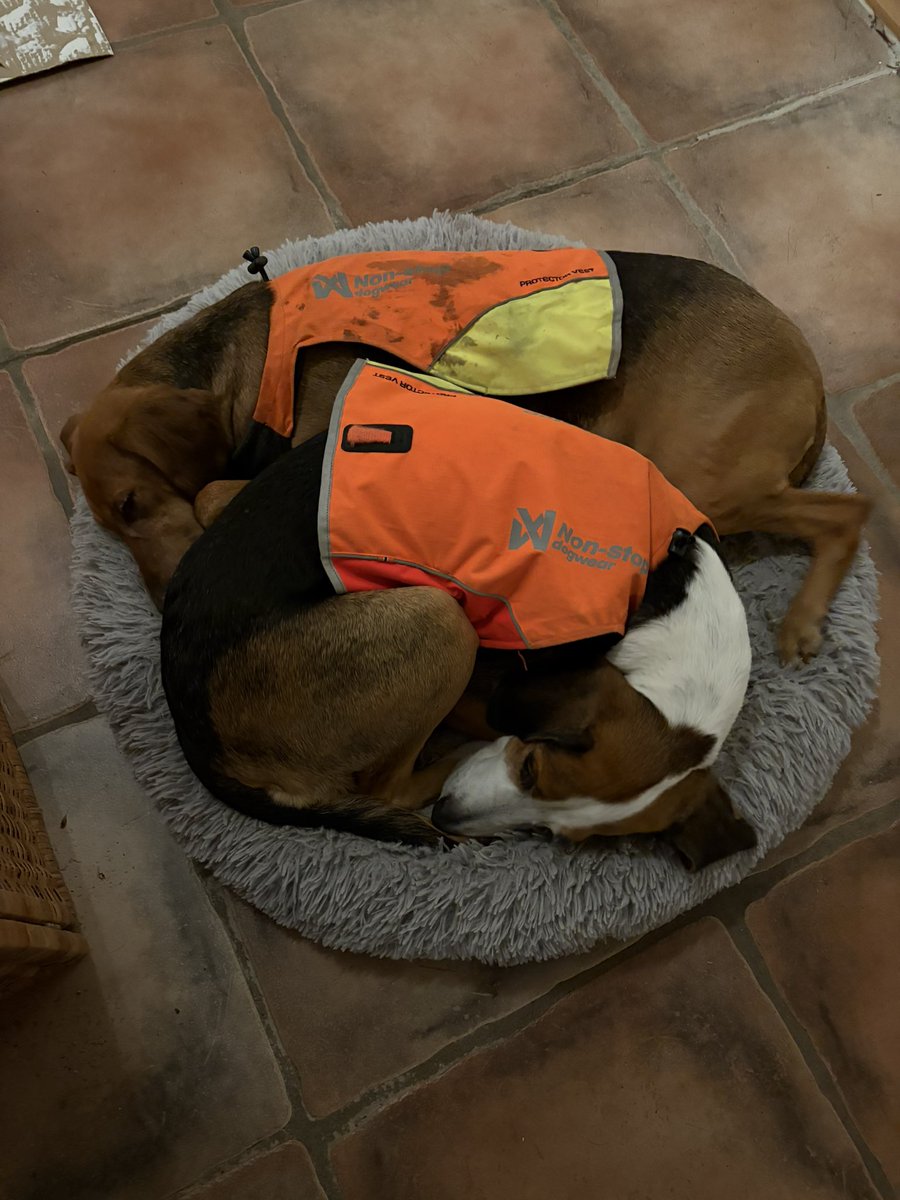 Påminner om dagisbarn när de har sina västar 😄