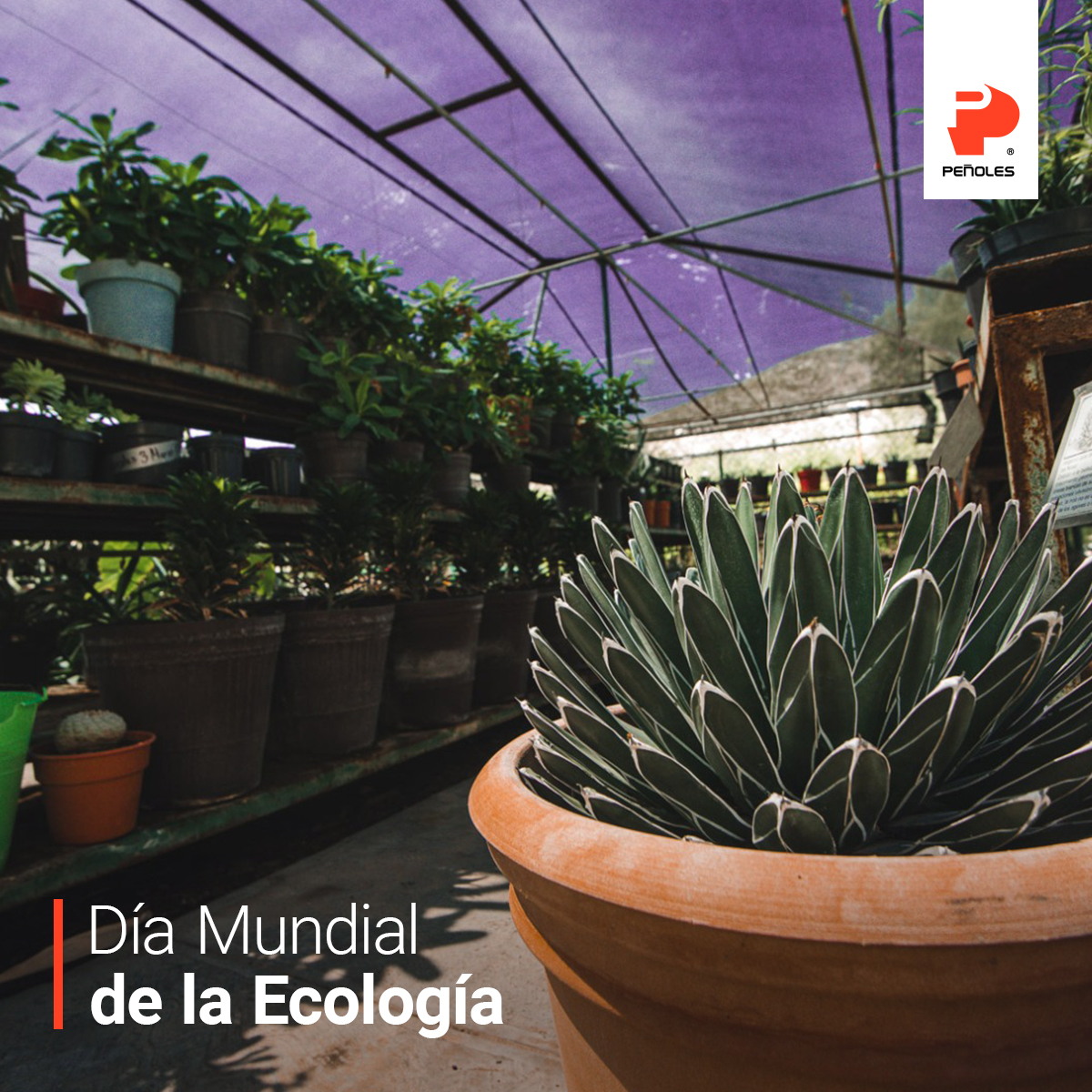 A través del #ViveroPeñoles, cultivamos cada año de miles de especies endémicas para reforestar zonas de la Comarca Lagunera, contribuyendo a preservar la biodiversidad y fortalecer los ecosistemas.