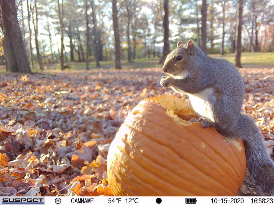 trailcam (@trail_cams) on Twitter photo 