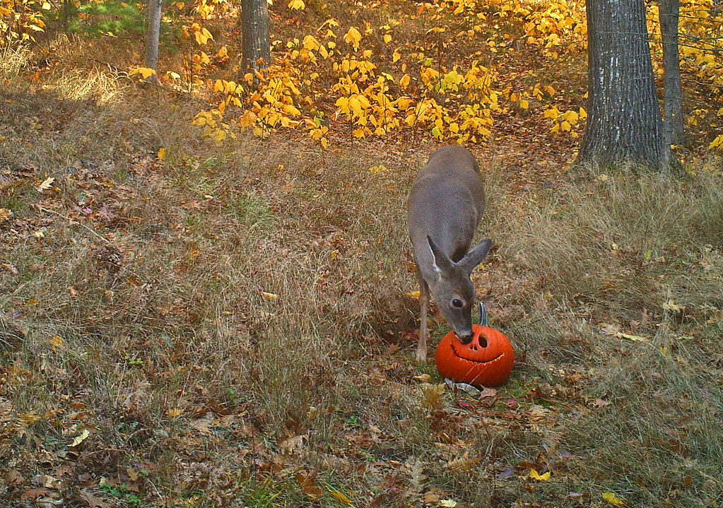 Trail_Cams's tweet image. 