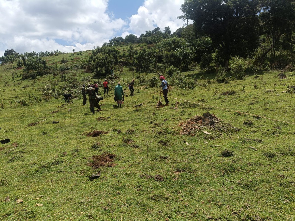 Kenya Forest Service tweet media