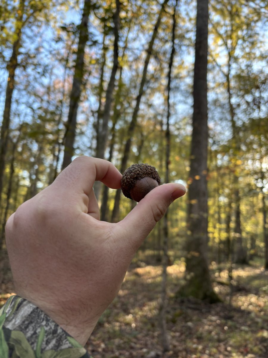 THE SKY IS FALLING…nope just acorns. What a wake-up call when a golf ball-sized acorn hits you in the head while hunting.