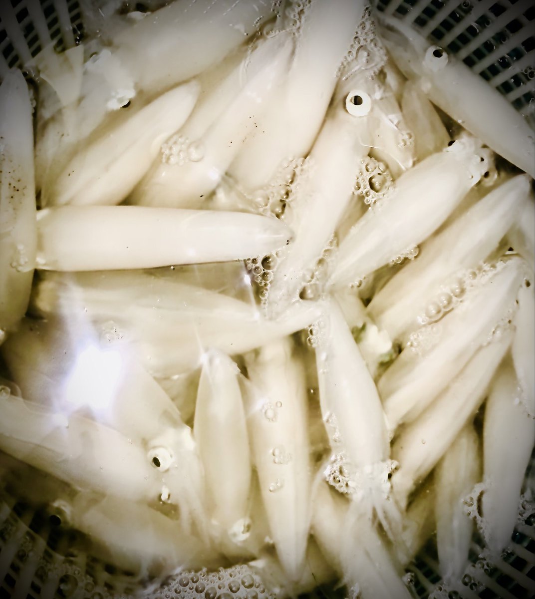 なかなかクセのあるイカ達で釣り方を色々試してハマったりハマらなかったりでしたがこれはこれで面白い。束は届かなかったけれどサイズもリアクションも良く漸くストック出来て嬉し☺️釣り場で隣りに快く入れて下さった釣り人さんに感謝です🙇‍♂️