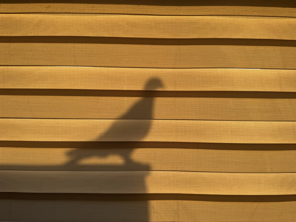 Işık doğmadan gölge bilinmez…