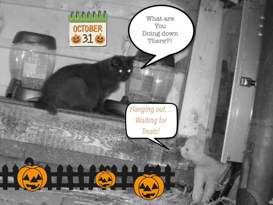 abclawcenters's tweet photo. Our feral friends are ready for Halloween! 🎃🐈‍⬛ It’s hard to believe that it’s only been 3 years since they showed up outside the office as kittens. They’ve become an integral part of our firm family🧡

#feralcat #catstagram #halloween #abclawcenters #feralcatsneedlovetoo #TNR https://t.co/vVIDvopZSY