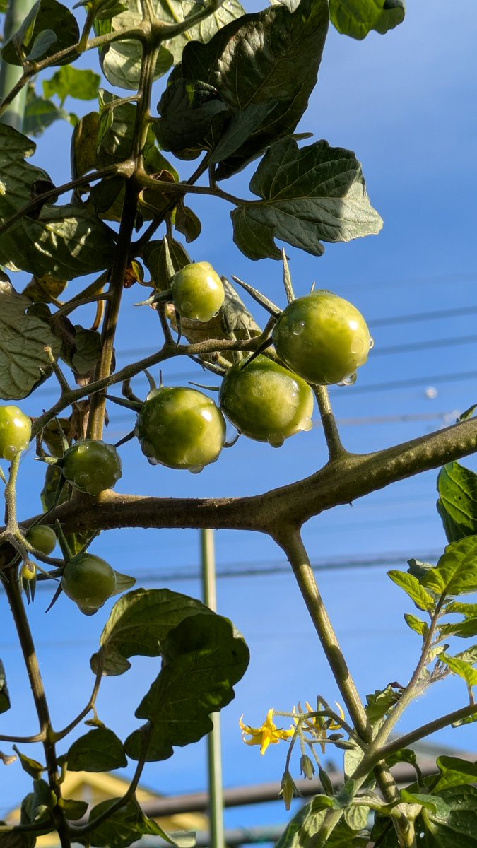 jo3_pbb's tweet image. 11月1日（土）☀16℃
母の介護で家庭菜園まで手が回りません