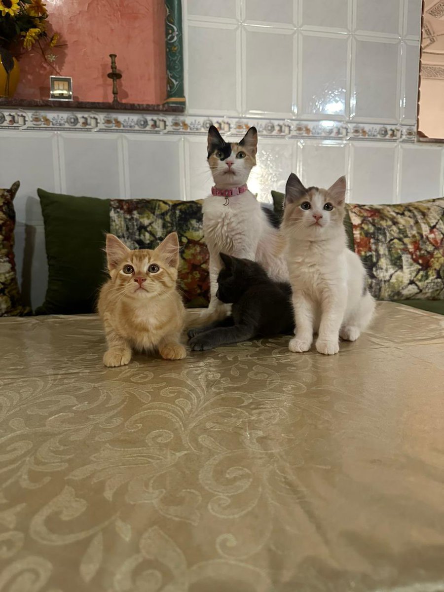 MLabrassi's tweet image. واه ياليام  واه