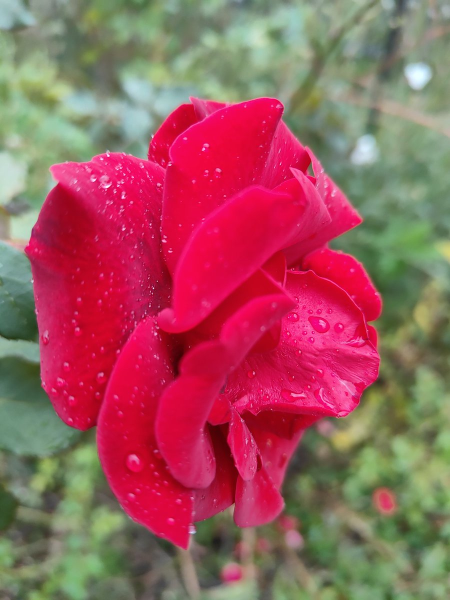 ♡eページ♡ Chrome Hearts Foti 限定ペペ シルバーペンダント - SRM – SHENGLI