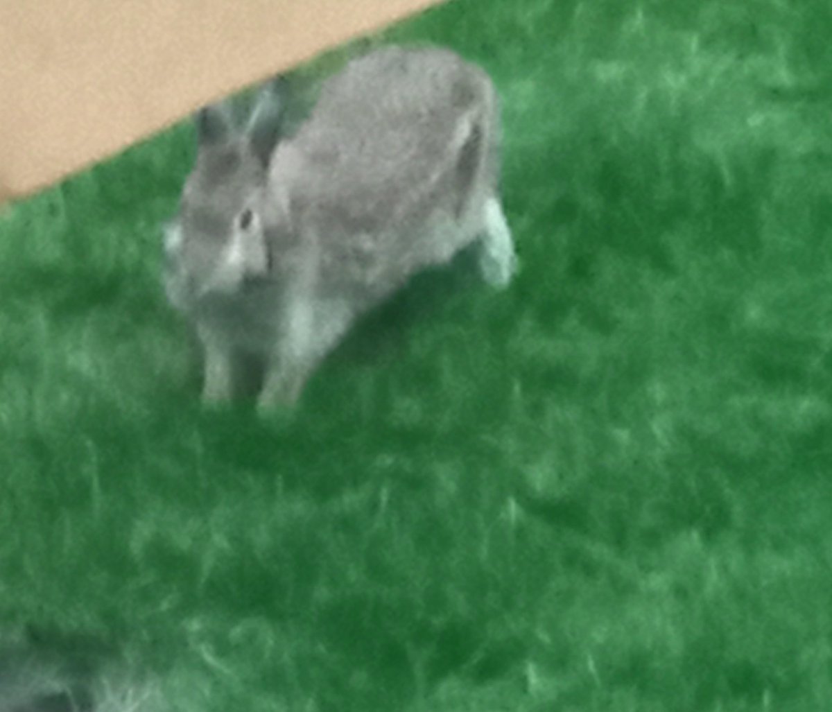 Visite ce soir pour l'halloween 
Pas besoin de déguisement 🐇🥕
