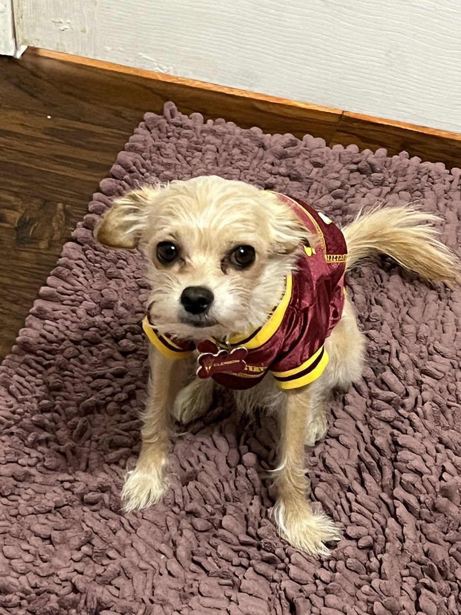 sundevilemily's tweet image. Happy 5th birthday to Clemson #happyhalloween #lilclemson #chipoo #phxkrugerdogs #puppy #halloweenpuppy #asupets @DogsPhx16964