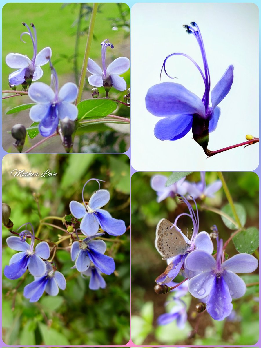 ’
ﾌﾞﾙｰｴﾙﾌｨﾝの後ろ姿は蝶にそっくり

お友だちが遊びに来ています(´▽`*)

　✨🦋•*¨*•.¸¸✨🦋•*¨*•.¸¸✨🦋
                                                                                 .