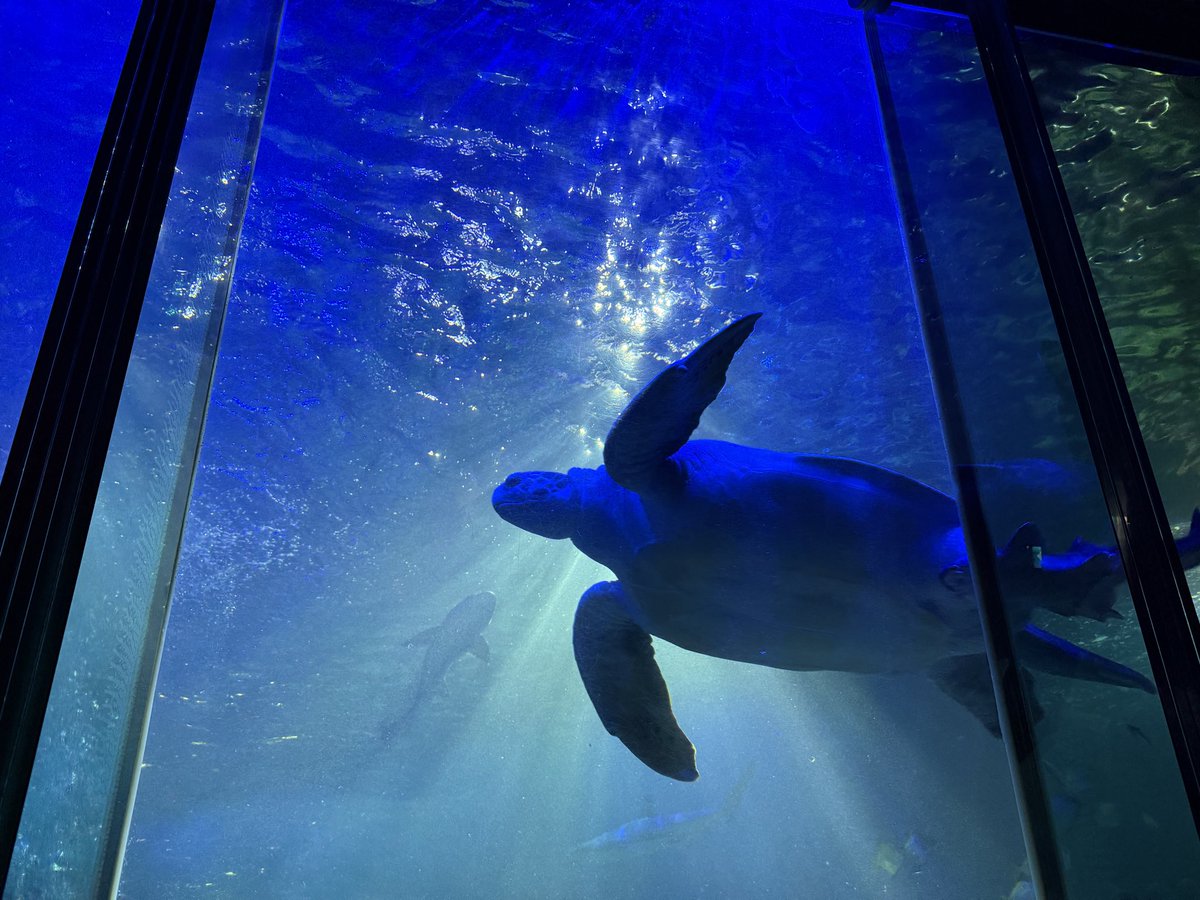 Sam Hosier tweet media