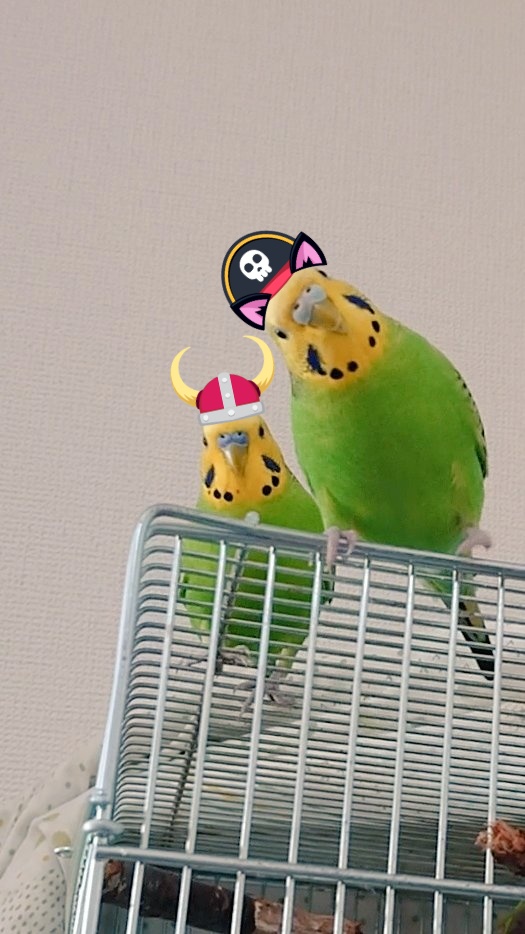 ねこ　メキシコ　オアハカ　ベル あこさん on X