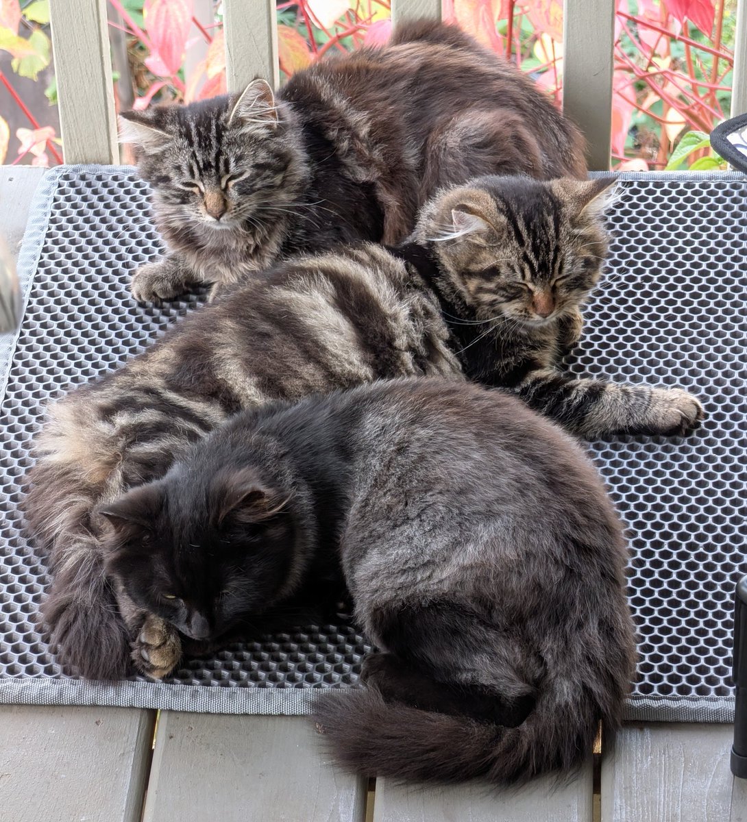 SentientBiLight's tweet image. I got them a heated little house and everything. Yet they still prefer my cat's litter mat