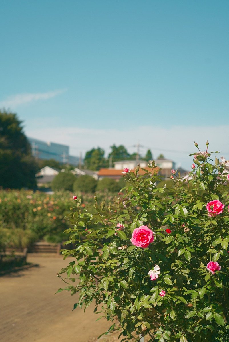 烏山バラ バラ、美麗な彩り 那須烏山の根本さん庭園｜地域の話題,県内