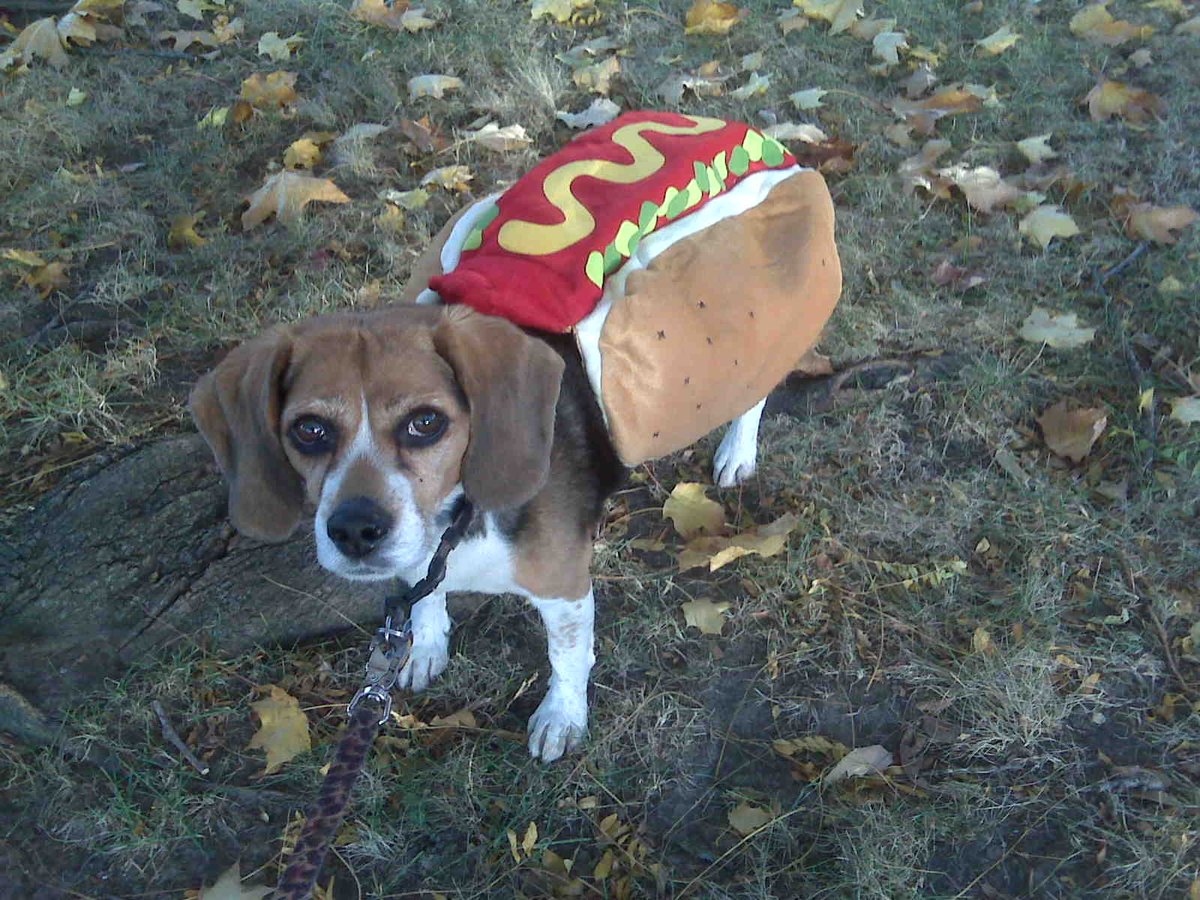 BuslikS's tweet photo. @beaglefacts https://t.co/W4fxutaY59