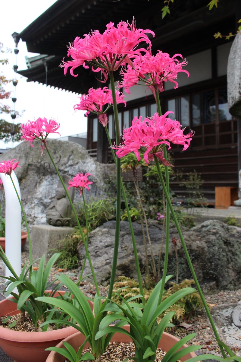 おはようございます

11月に突入　「ネリネ」の季節到来です

彼岸花によく似てますが　大きな違いは
花と葉っぱが一緒に見れます

今日も頑張っていきましょう

＃妙栄寺