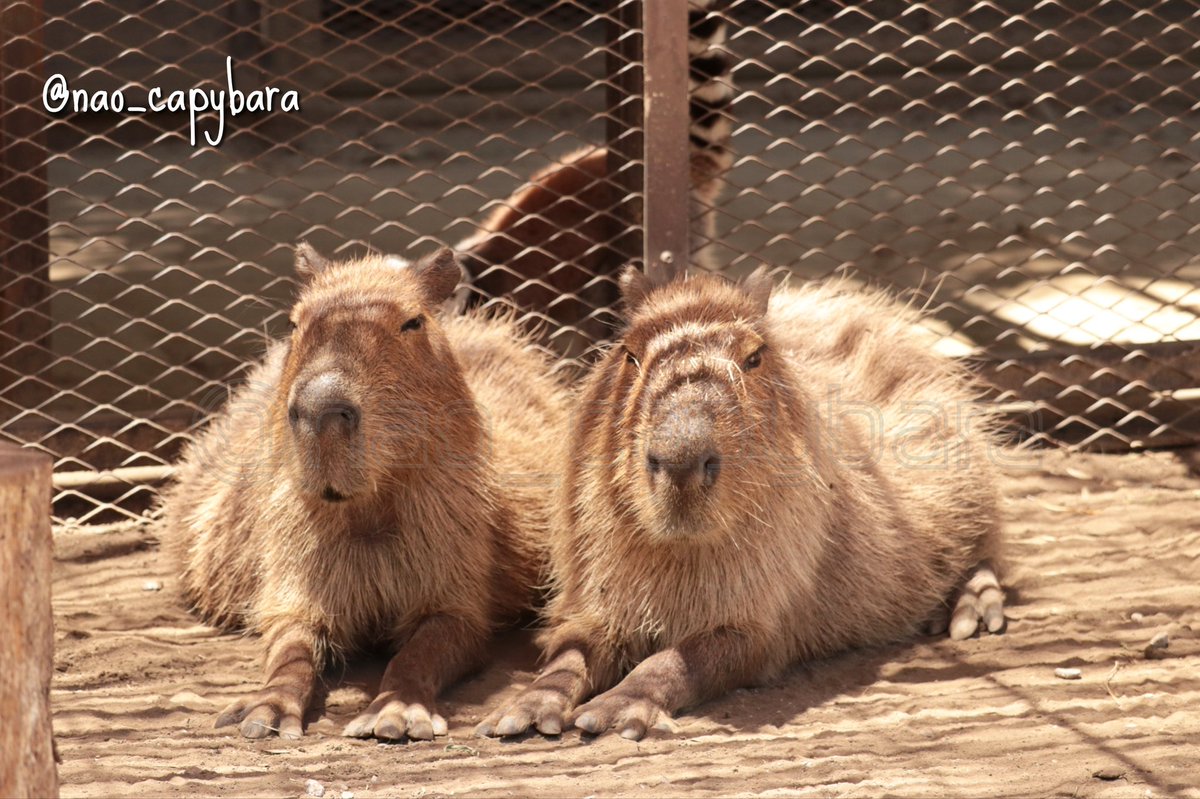 カピバラ子 Baby capybara born in Higashiizu, Shizuoka, shows off