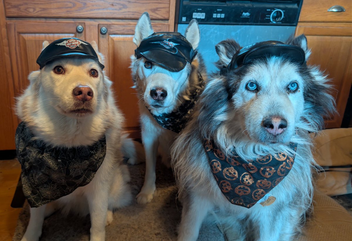 DarkGiftComics's tweet image. Happy Halloween, Everyone!

#indiecomics #comics #comicbooks #IndieHub #OGCG