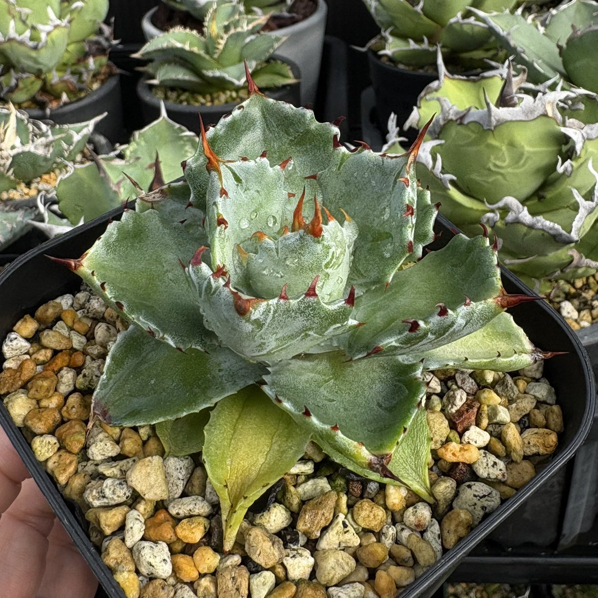 plants_y's tweet photo. 外に投げておいたら、良くなってたシリーズ。そろそろ冬支度始めなければ…毎年やってくる場所問題…🫣
#アガベ https://t.co/FFi2zOeqZ4