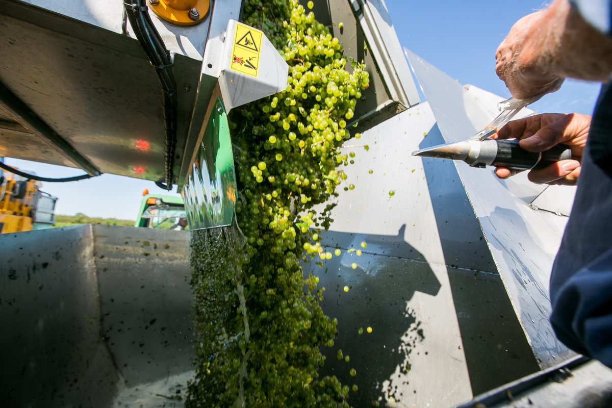 Late news October 31: After a lengthy negotiation, an arbitrator has ruled in favour of Ontario grape growers with a 7.1% price increase for the 2025 grape crop. <a href="/growernews/">The Grower</a> <a href="/grapegrowersont/">Grape Growers of Ontario</a>