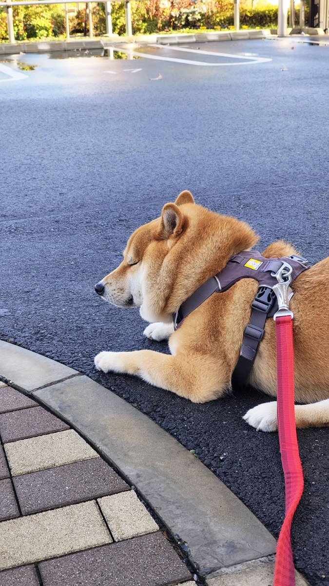 お散歩中だよ〜寝ないで〜　#柴犬