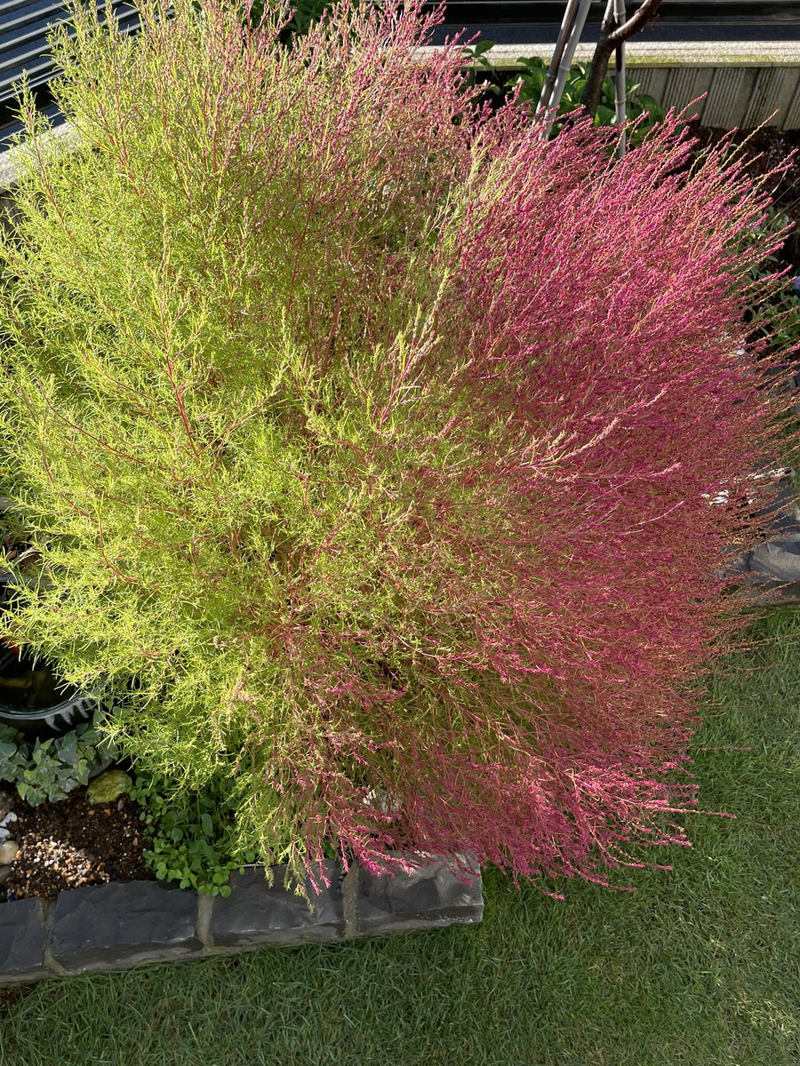 ひ̆̈に̊̈ゃ̂に̊̈ゃ̂ on X